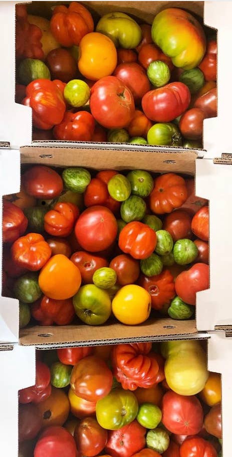 HAB Sauce - 22/23' Scotch Bonnet x Heirloom Tomato HAB Sauce Hot Sauce