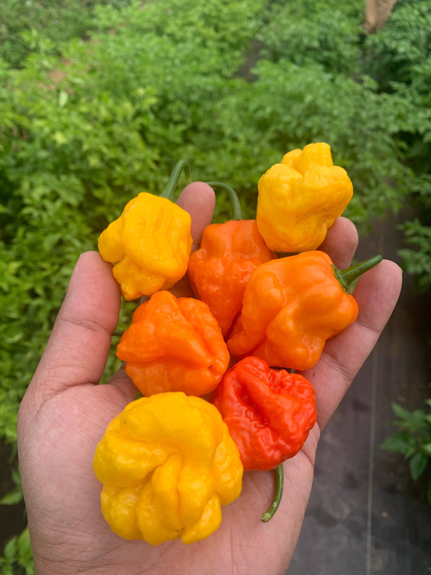 HAB Sauce - 22/23' Scotch Bonnet x Heirloom Tomato HAB Sauce Hot Sauce