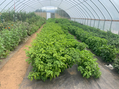 HAB Sauce - 22/23' Scotch Bonnet x Heirloom Tomato HAB Sauce Hot Sauce